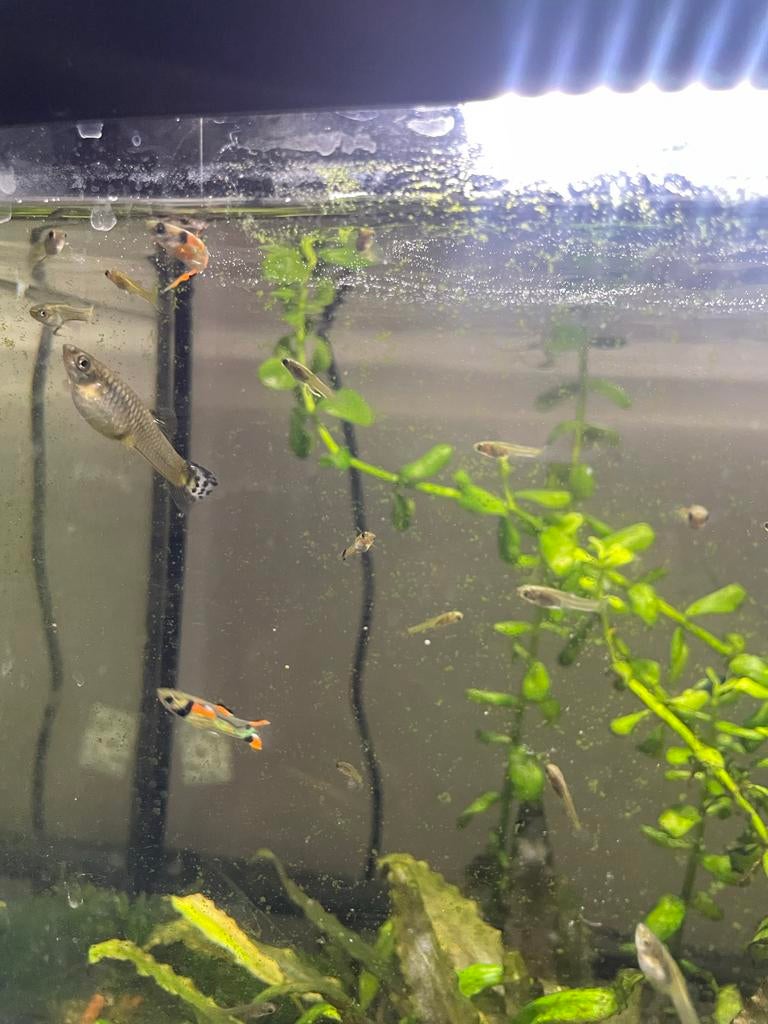 8 endler guppen, Dieren en Toebehoren, Vis