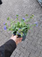 Pulmonaria in 3 liter pot, Ophalen, Overige soorten, Volle zon