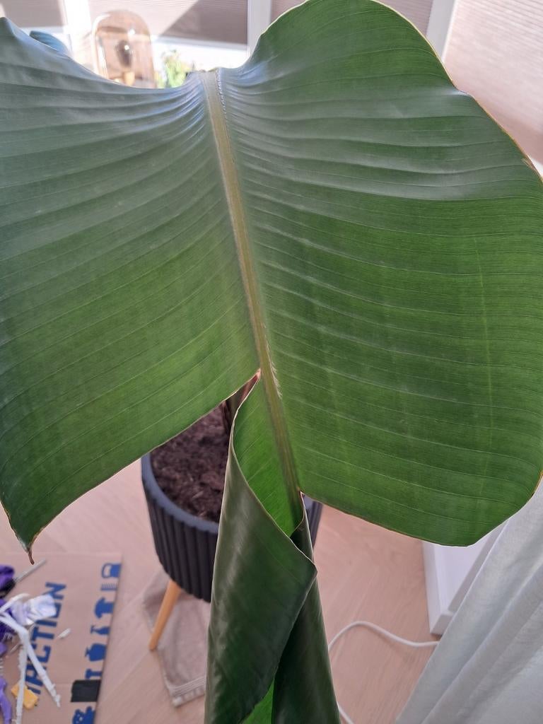 Strelitzia Nicolai (denk ik) gratis GERESERVEERD, Ophalen, Gebruikt, Minder dan 10 m², Laminaat