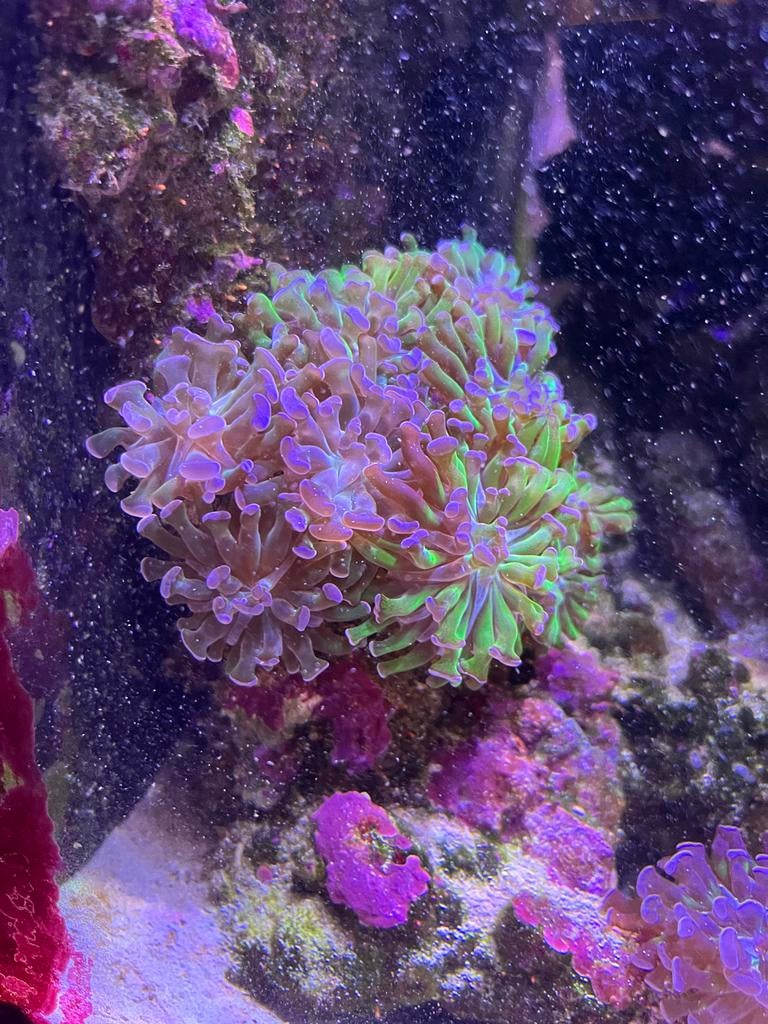 koraal,lps,groen roze hamers, Dieren en Toebehoren, Vissen | Aquariumvissen, Overige typen, Zoutwatervis