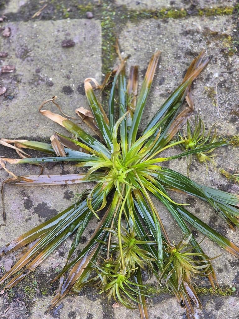 vijverplanten, Volle zon, Vaste plant, Ophalen of Verzenden, Zomer
