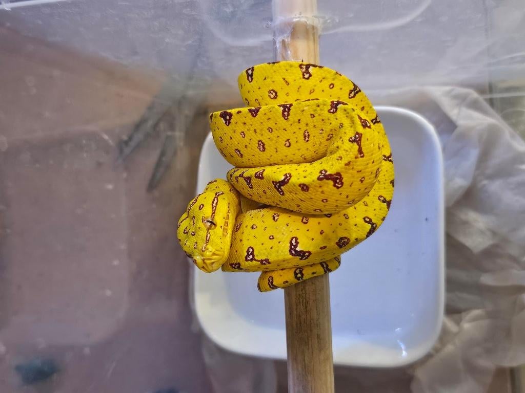 morelia viridis azurea biak Green Tree Python - unknown for sale from reptile900