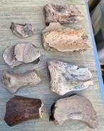 Mammoet Botten - Groot Formaat, Ophalen of Verzenden, Gebruikt, Overige soorten, Overige typen