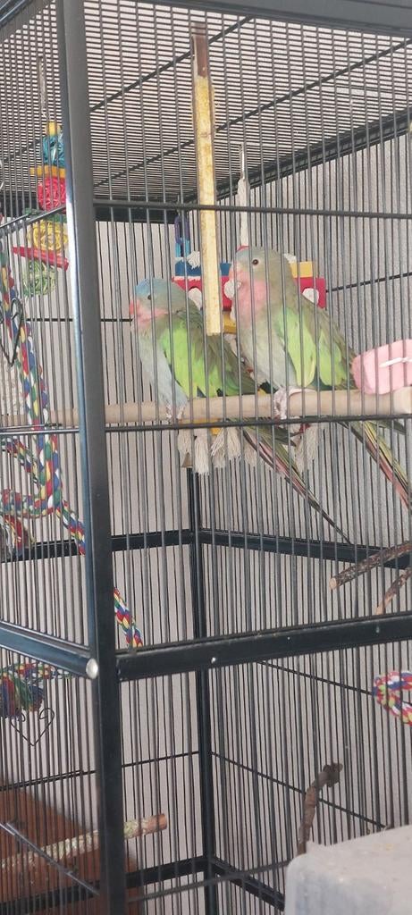 Princess van wales parkieten, Meerdere dieren, Parkiet, Geringd