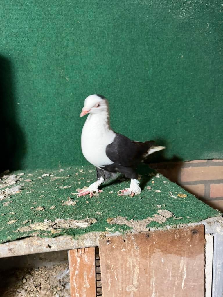 Sierduiven, Dieren en Toebehoren, Vrouwelijk, Overige soorten