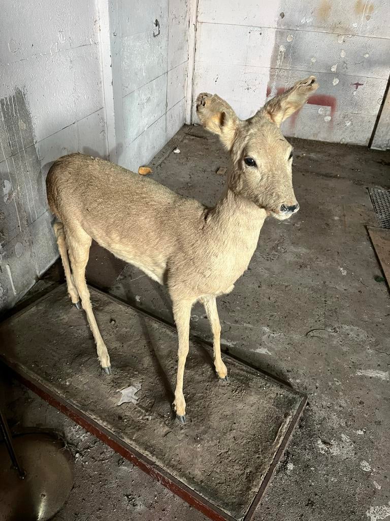 Opgezette Ree (oud), Ophalen, Gebruikt, Hert, Opgezet dier