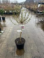 Syringa meyeri 'Palibin' - Dwergsering op stam, Overige soorten, Lente, 100 tot 250 cm, Ophalen