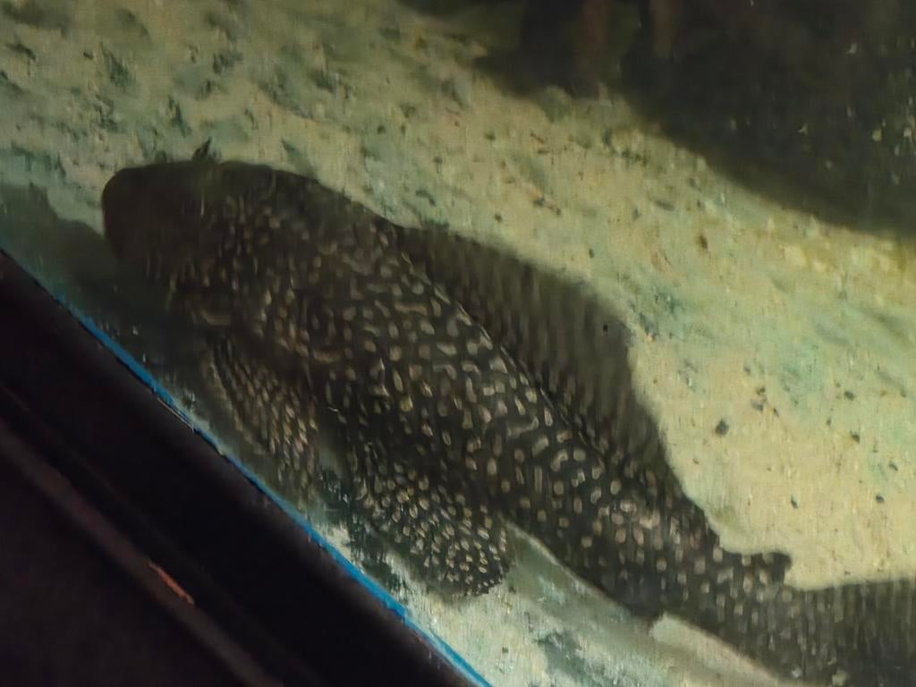 Pleco circa 23cm, Vis