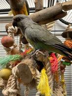 VERWACHT | Jonge Baby Roodbuik papegaai | Handtam | Getest, Dieren en Toebehoren, Vogels | Parkieten en Papegaaien, Meerdere dieren