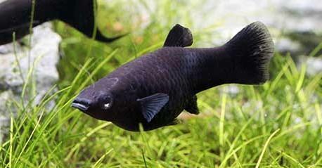 Black Molly - Poecilia Sphenops - Koidream Valburg, Dieren en Toebehoren, Vissen | Aquariumvissen, Zoetwatervis, Vis