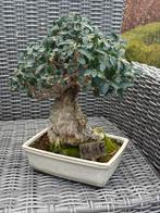 Bonsai sier olijf, Bloeit niet, Ophalen of Verzenden, Olijfboom, Minder dan 100 cm