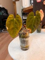 Anthurium Dark Phoenix x Goliath - Kartel Daun, Huis en Inrichting, Ophalen, Overige soorten, Halfschaduw, In pot