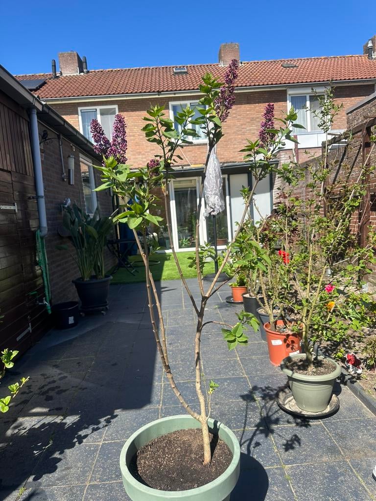 Sering, Tuin en Terras, Ophalen of Verzenden, Overige soorten, Volle zon