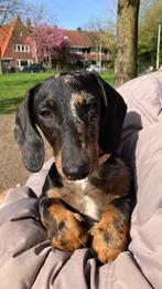 Mooie dwerg teckel pup reutje, Dieren en Toebehoren, 15 weken tot 1 jaar, Reu, Dwerg, Eén hond