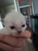 Ragdoll kittens 2 nog beschikbaar, Dieren en Toebehoren, Katten en Kittens | Raskatten | Langhaar, Meerdere dieren