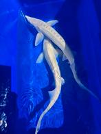 Albino steur 55-60cm, Steur