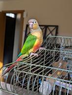 Baby pyrrhura's handtam, Meerdere dieren, Parkiet, Geringd
