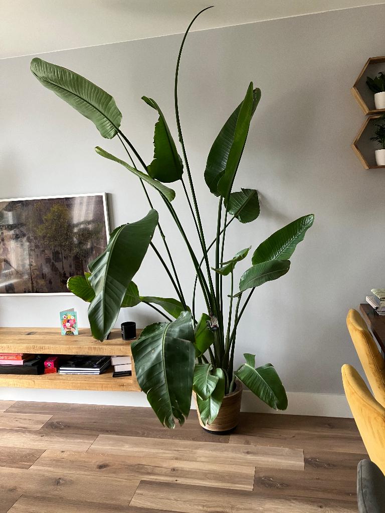Strelitzia Nicolai in pot, Ophalen, 200 cm of meer, Overige soorten, Halfschaduw