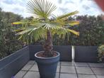Palmboom, Tuin en Terras, Planten | Bomen, Bloeit niet, Ophalen of Verzenden, 100 tot 250 cm, Palmboom