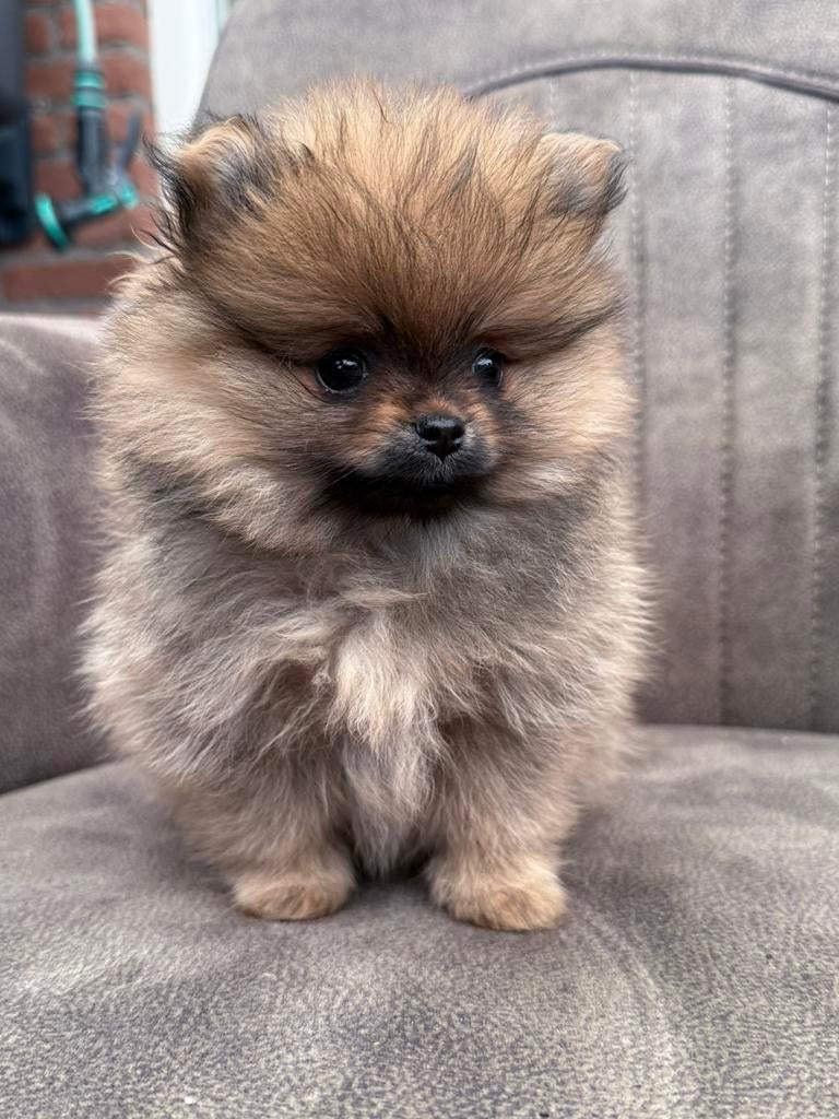 zeer kleine pomeranian pups (NL gefokt) stamboom, Dieren en Toebehoren, Parvo, Keeshond, 8 tot 15 weken, Meerdere