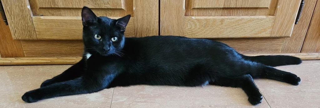 Ter herplaatsing kater, Dieren en Toebehoren, Katten en Kittens | Overige Katten, Kater, Kortharig, 0 tot 2 jaar