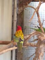 Rosella's, Dieren en Toebehoren, Vogels | Parkieten en Papegaaien, Meerdere dieren, Parkiet
