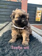 Shih tzu pups/boomer, Dieren en Toebehoren, Honden | Chihuahua's en Gezelschapshonden, Overige rassen, 8 tot 15 weken, Meerdere