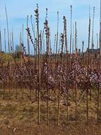 Prunus cerasifera 'Nigra' (rode Kerspruim) 🍁, Ophalen, Lente, Volle zon, Overige soorten