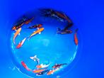 Koi Israël 9-12 cm desgewenst bezorgd aan huis, Dieren en Toebehoren, Vissen | Vijvervissen, Karper of Koi