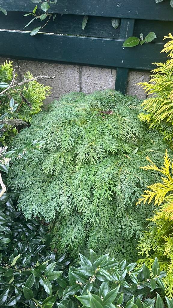 Diverse groenblijvende struiken in verschillende maten., Tuin en Terras, Planten | Bomen, Ophalen, Halfschaduw, Overige soorten