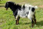 Hoornloze black en tan bok dwerggeit, Dieren en Toebehoren, Mannelijk, Geit