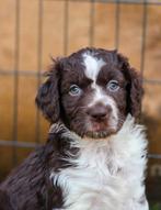 Australian shepherd x Heidewachtel pups, Dieren en Toebehoren, 8 tot 15 weken, Parvo, Meerdere, Meerdere dieren