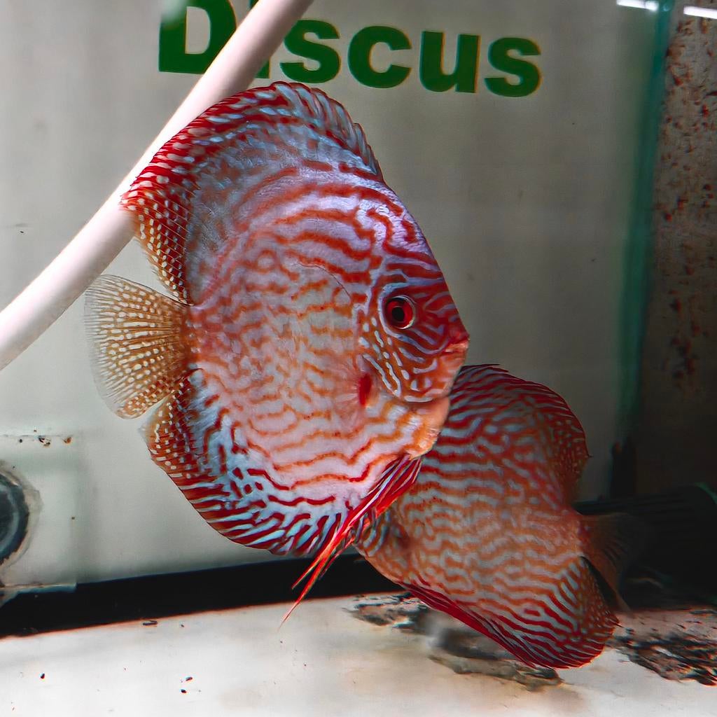 Discus scribbled turquoise, Dieren en Toebehoren, Vissen | Aquariumvissen, Vis, Zoetwatervis, Schoolvis