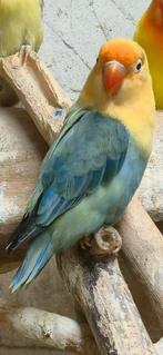 Opaline turquoise violet/dilute fischeri, Vrouwelijk, Dwergpapegaai of Agapornis, Geringd