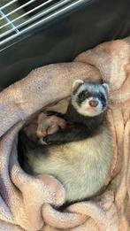 Fretten pups, Dieren en Toebehoren, Maart, Geslacht onbekend