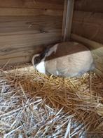 Konijn en cavia, Dieren en Toebehoren, Konijnen, Vrouwelijk, Middelgroot, 0 tot 2 jaar