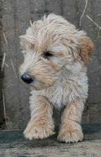 mooie gezonde speelse blonde labradoodle pups, Nederland, Parvo, Overige rassen, 8 tot 15 weken