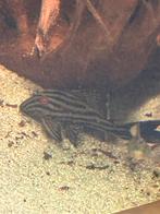 Panaque L190 royal pleco, Vis