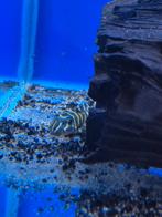 2x L129 Klein blijvende pleco, Vis