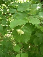 ACTIE, Corylus avellana, Hazelaar, inheems, Ophalen of Verzenden, Overige soorten, Struik, 100 tot 250 cm