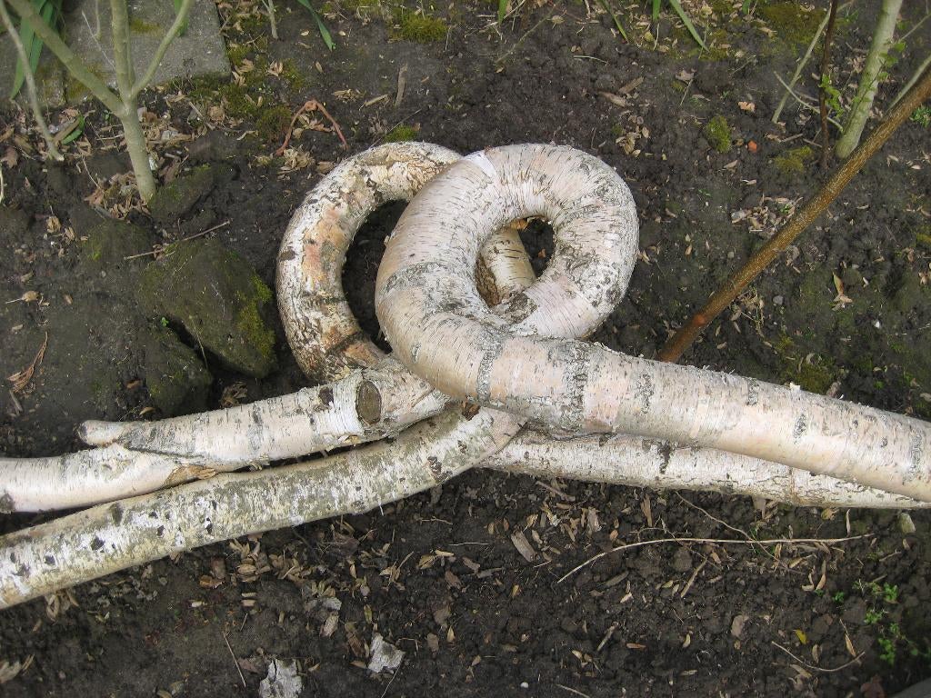 berken stammen, Ophalen, Gebruikt