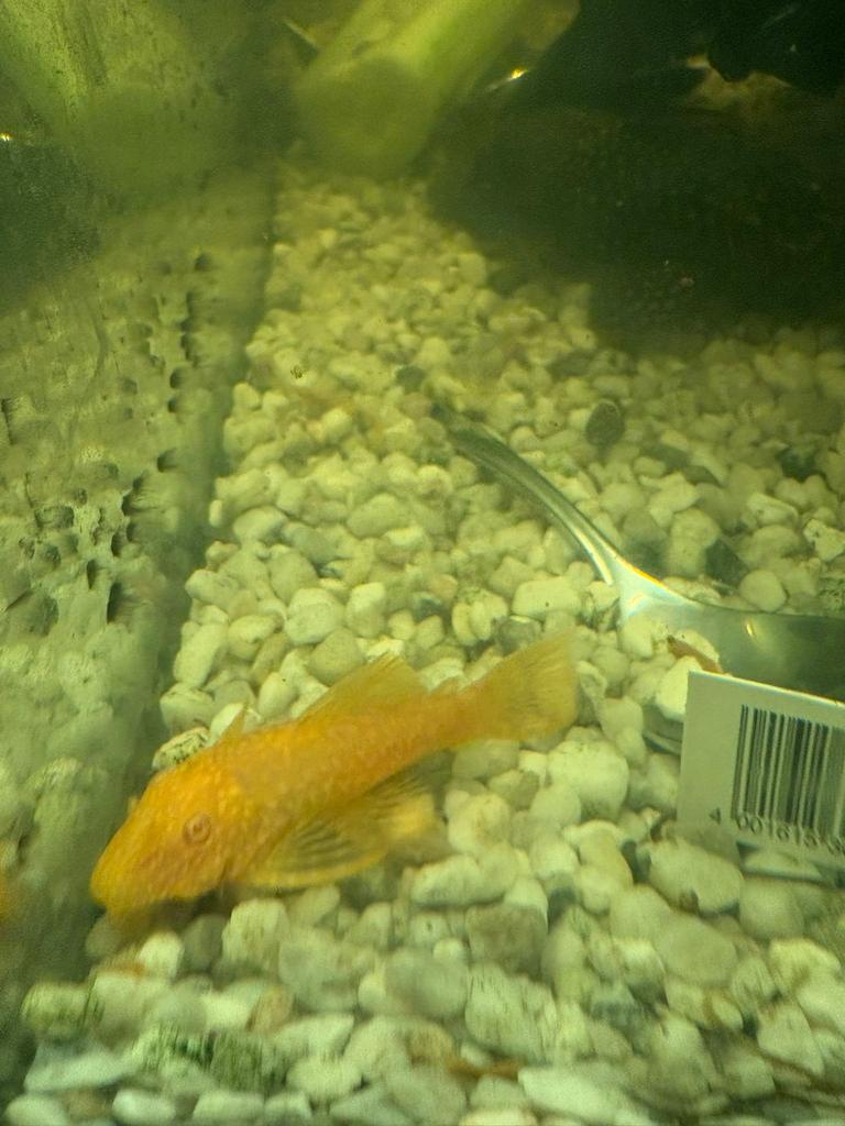 Albino borstelneus algeneters, Dieren en Toebehoren, Vis