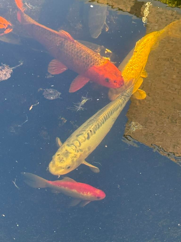 7  koikarpers circa 55 cm goot, Dieren en Toebehoren, Karper of Koi