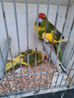 Koppel bonte kakarikies, Dieren en Toebehoren, Vogels | Parkieten en Papegaaien, Meerdere dieren, Parkiet