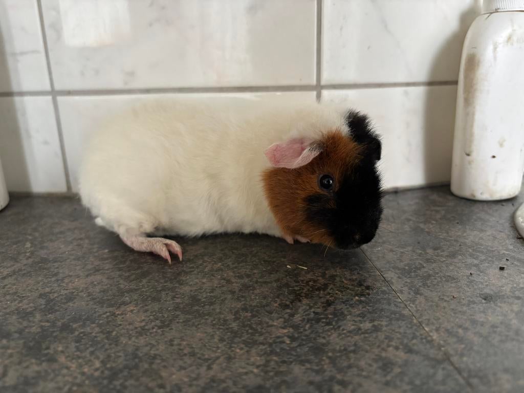 US-teddy cavia beer zwart rood wit slate dragend, Cavia, Februari, Mannelijk, Tam