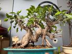 Bonsai ficus voor binnen, In pot, Bloeit niet, Halfschaduw, Minder dan 100 cm