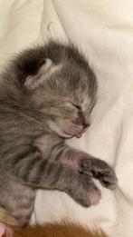 Kittens allen nog die grijze over 1 oranje, Dieren en Toebehoren, Katten en Kittens | Raskatten | Korthaar, Poes, Ontwormd