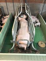 Kraamhokken [240], Meerdere dieren, Geit