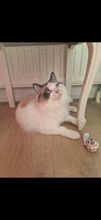 Ragdoll poes, Dieren en Toebehoren, Katten en Kittens | Dekkaters