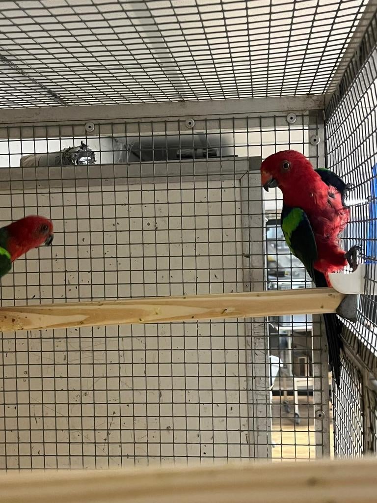 Broedrijp koppel groenvleugel konings parkieten, Meerdere dieren, Parkiet, Geringd